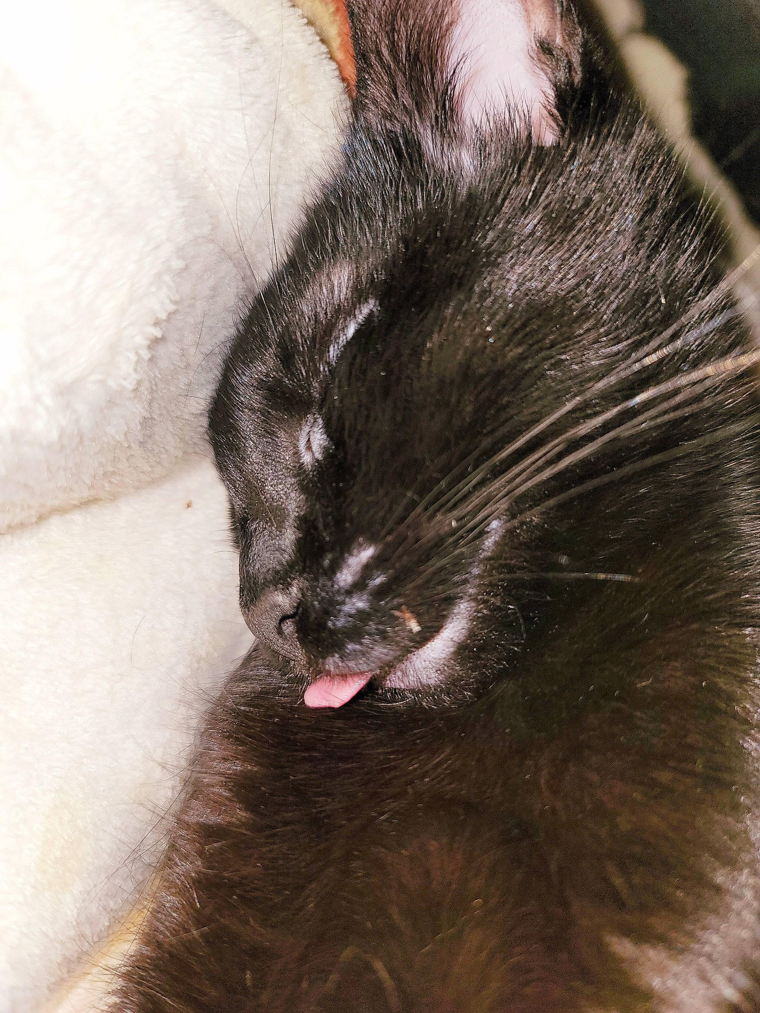 Rita is registered to the contest to win money with this photo: black_cat, bombay, carnivore, cat, claw, close_up, domestic_short_haired_cat, ear, felidae, fur, iris, monochrome, monochrome_photography, paw, small_to_medium_sized_cats, snout, tail, terrestrial_animal, whiskers, wildlife