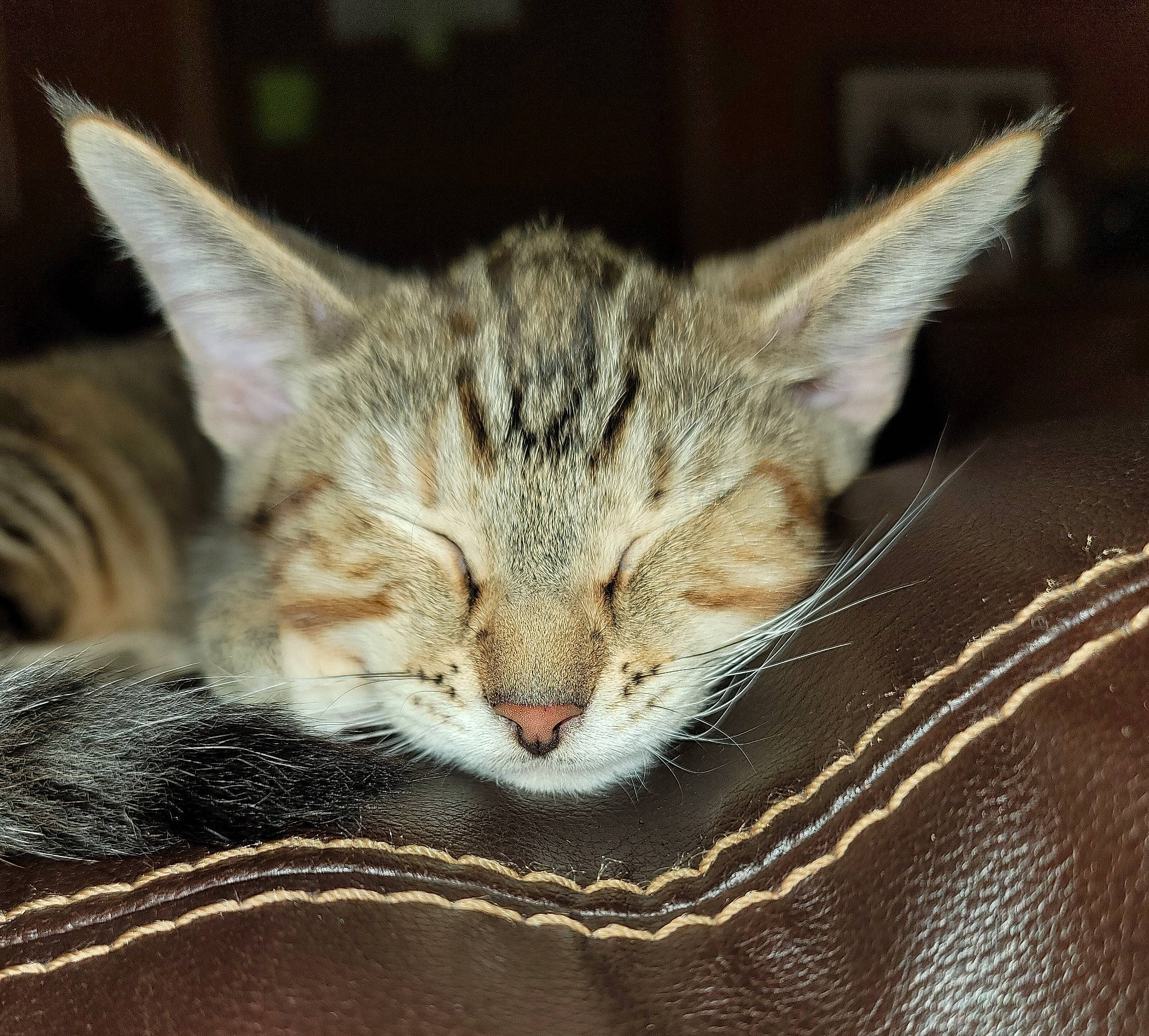 Beans is registered to the contest to win money with this photo: carnivore, cat, claw, domestic_short_haired_cat, felidae, fur, macro_photography, nap, paw, small_to_medium_sized_cats, terrestrial_animal, tree, whiskers, wildlife, wood