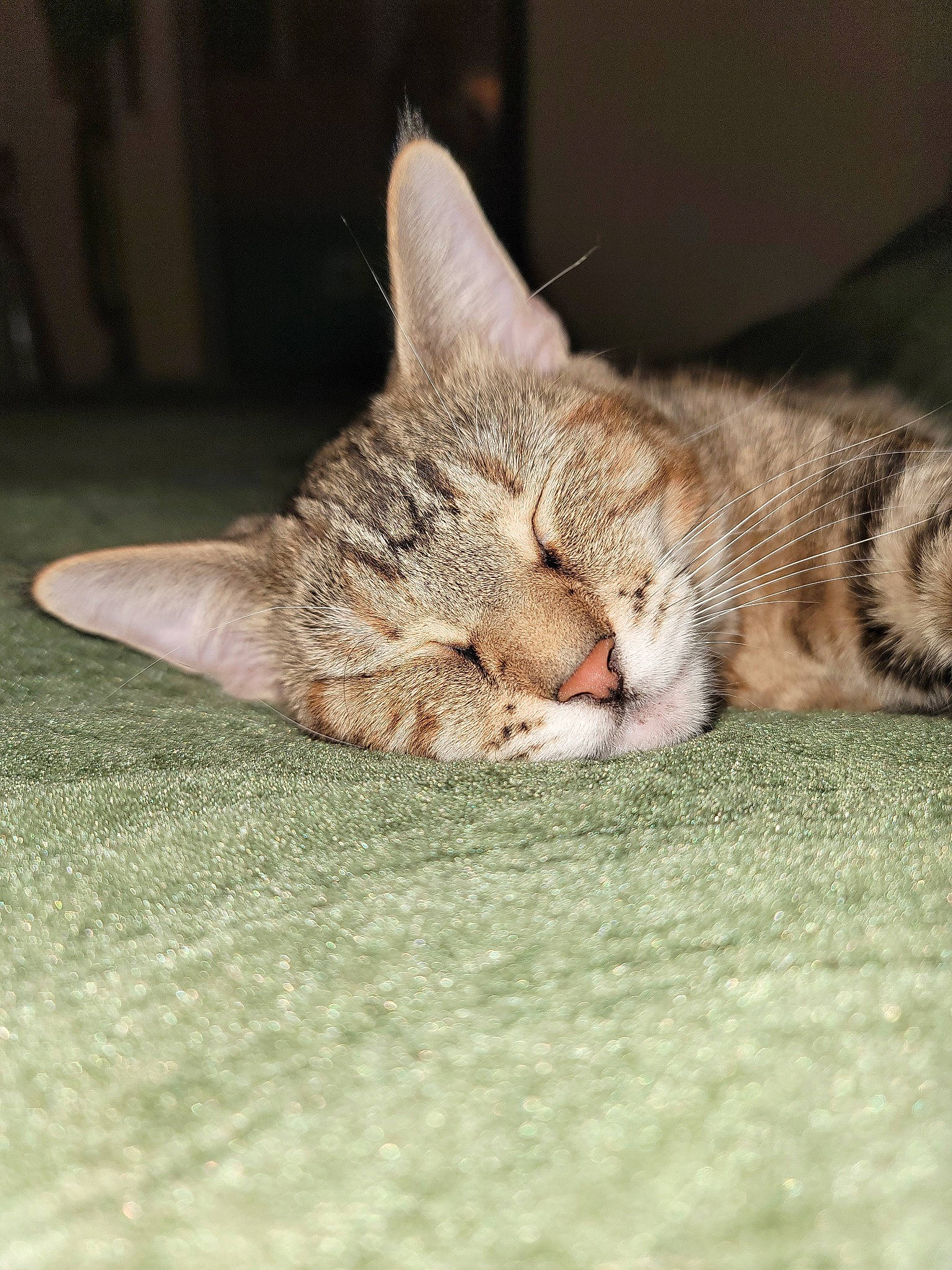 Beans joined the competition — help win amazing prizes! carnivore, cat, cat_supply, claw, comfort, domestic_short_haired_cat, eye, fawn, felidae, foot, fur, grass, paw, small_to_medium_sized_cats, snout, tail, terrestrial_animal, whiskers, wildlife, wood