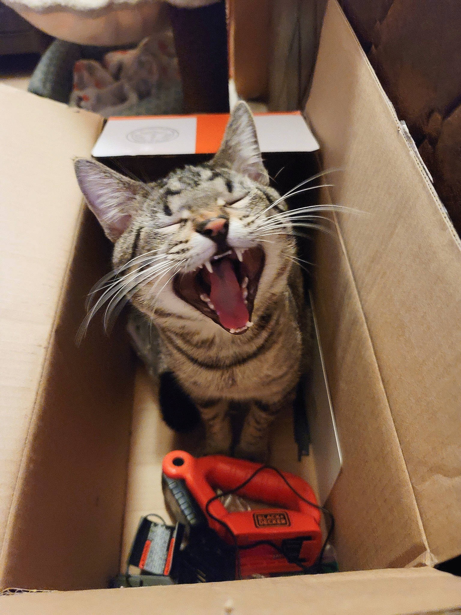 Dexter joined the competition — help win amazing prizes! cardboard, carmine, carnivore, cat, comfort, fang, felidae, fur, grey, jaw, paper_product, small_to_medium_sized_cats, snout, tooth, whiskers, yawn