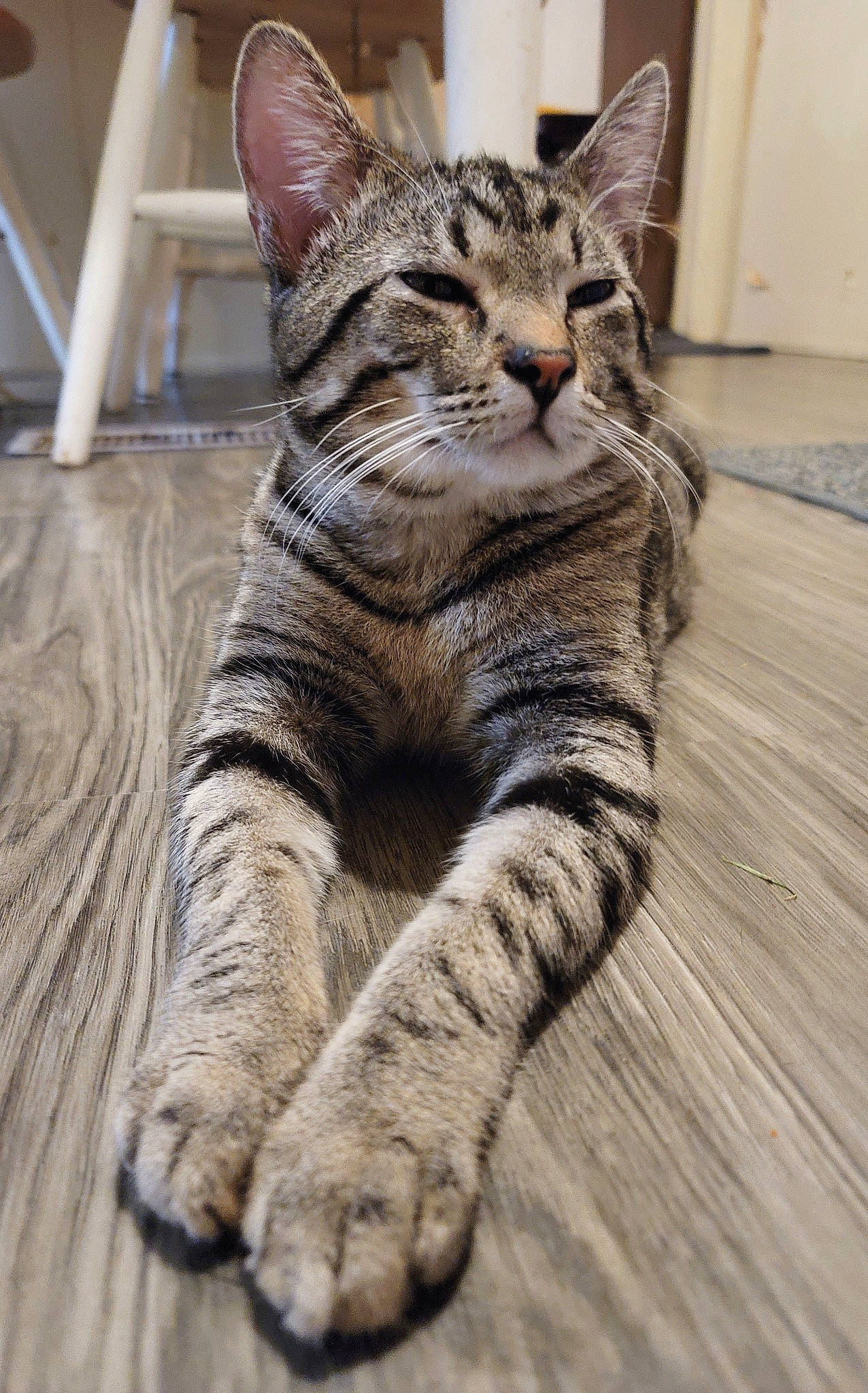 Dexter is registered to the contest to win money with this photo: carnivore, cat, claw, close_up, domestic_short_haired_cat, felidae, foot, fur, hardwood, paw, sitting, small_to_medium_sized_cats, snout, tail, terrestrial_animal, whiskers, wildlife, wood