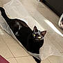 black_cat, cat, pet, indoor, plastic_bag, floor, sunlight, tile_floor, animal, feline, curious, relaxed, green_eyes, shadow, domestic_cat, resting, home, cozy, playful, lying_down