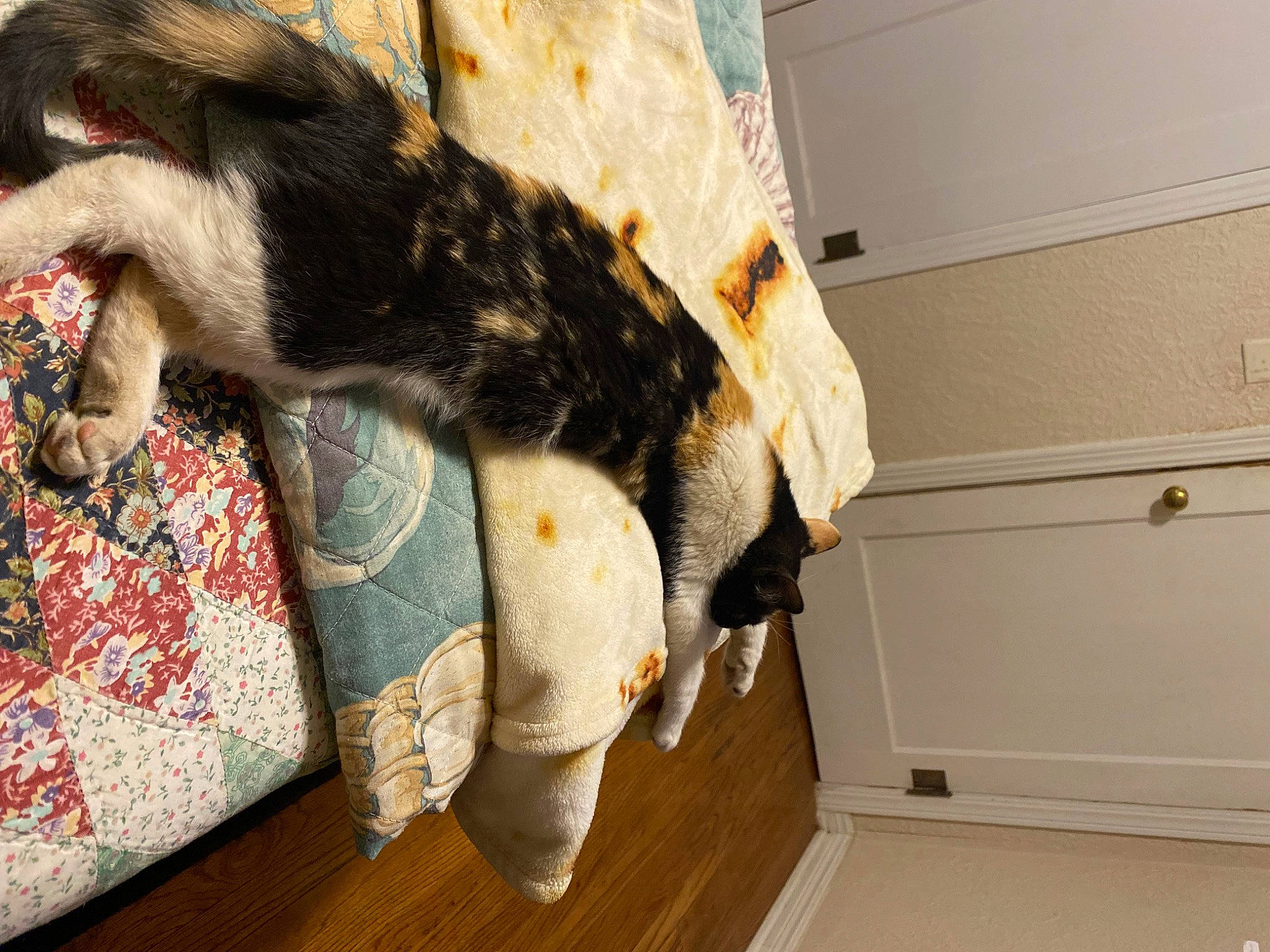 Sugar joined the competition — help win amazing prizes! canidae, carnivore, cat, comfort, companion_dog, couch, dog_breed, domestic_short_haired_cat, fawn, felidae, flooring, fur, hardwood, small_to_medium_sized_cats, snout, sporting_group, tail, tree, whiskers, wood