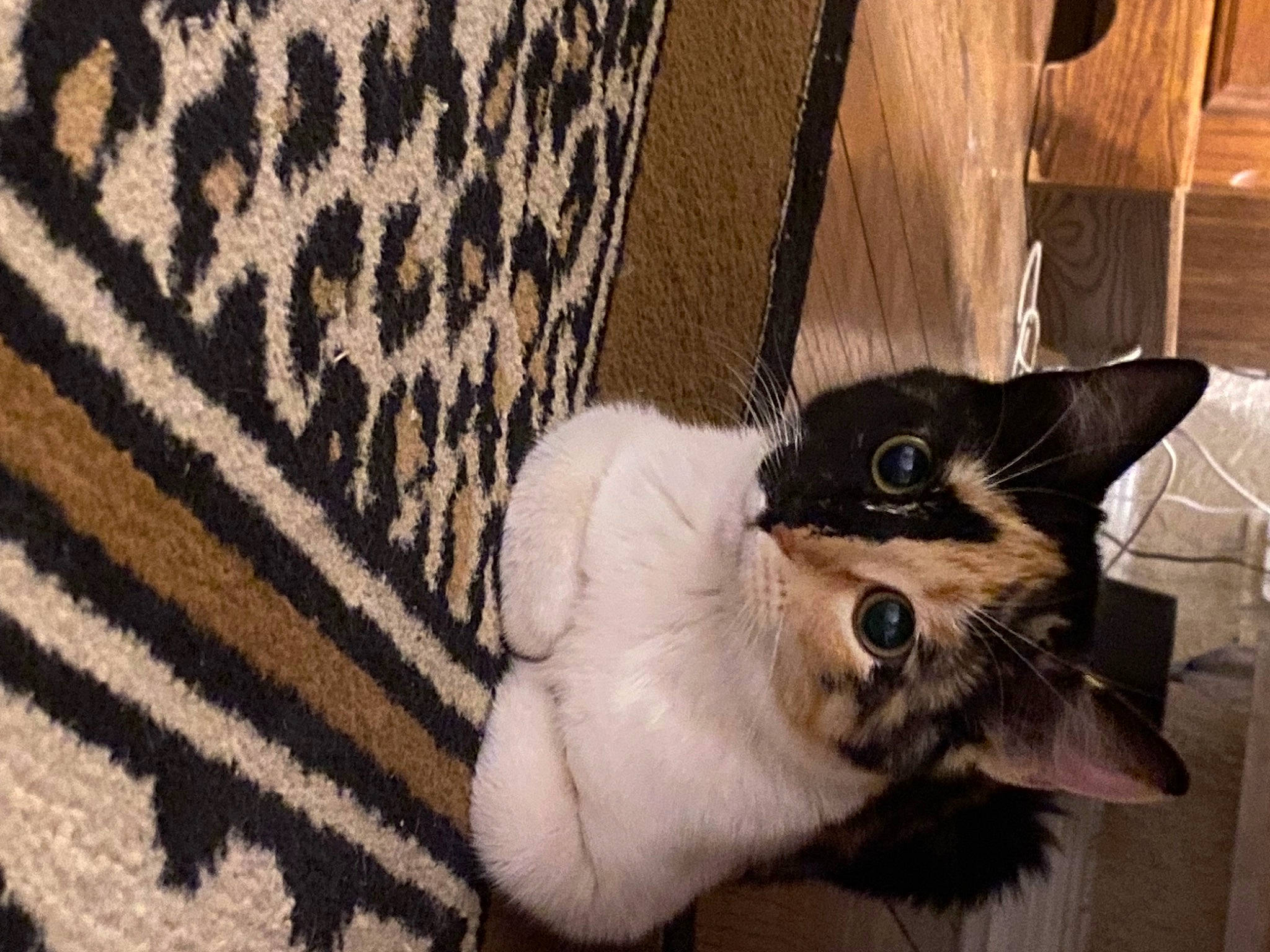 Sugar joined the competition — help win amazing prizes! carnivore, cat, claw, comfort, domestic_short_haired_cat, eye, fawn, felidae, flooring, fur, hardwood, paw, pet_supply, small_to_medium_sized_cats, snout, tail, thai, whiskers, window, wood