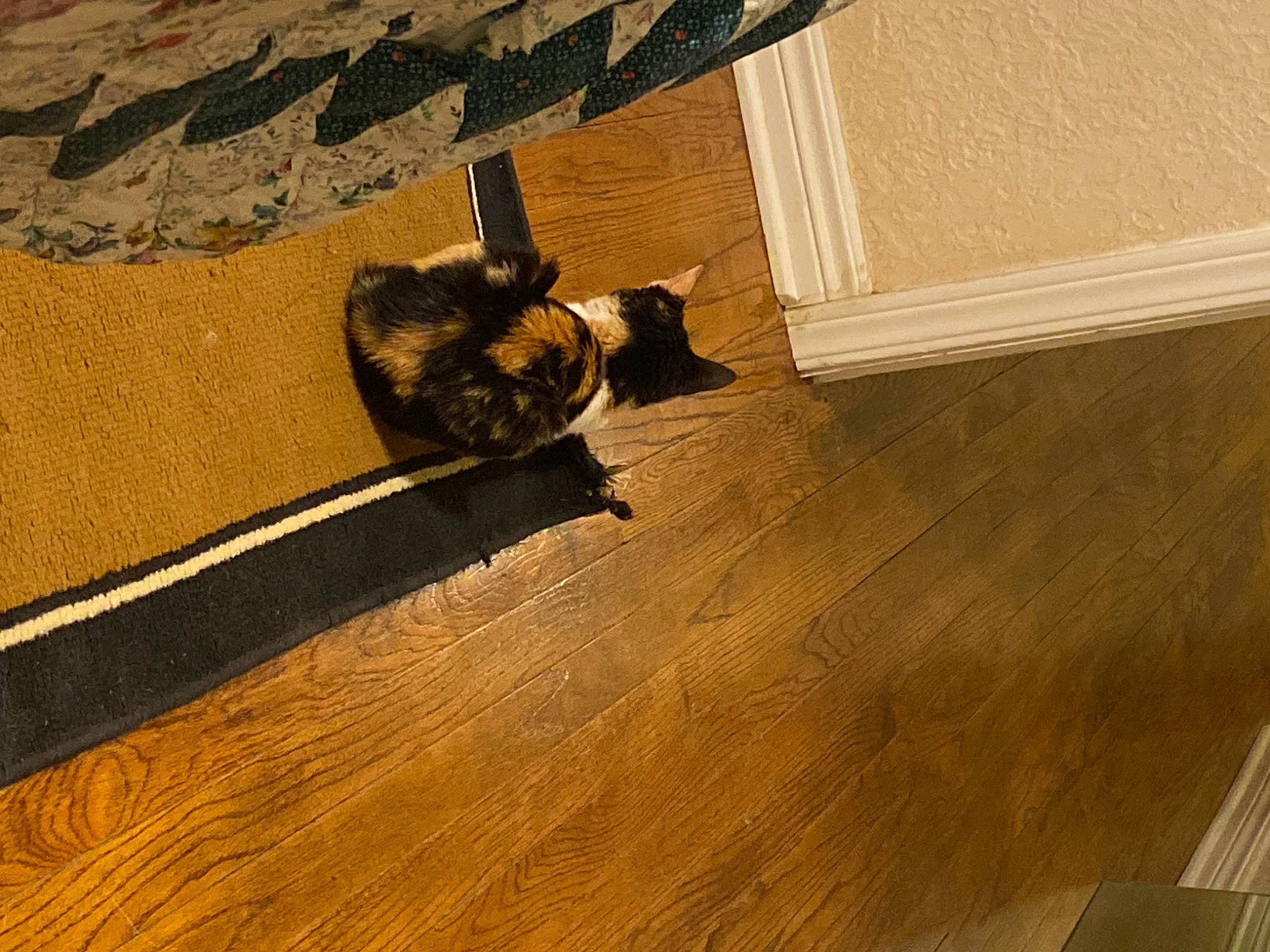 Sugar is registered to the contest to win money with this photo: brown, felidae, floor, flooring, hardwood, laminate_flooring, metal, molding, pattern, plank, plywood, room, shadow, small_to_medium_sized_cats, tail, tints_and_shades, varnish, wood, wood_flooring, wood_stain