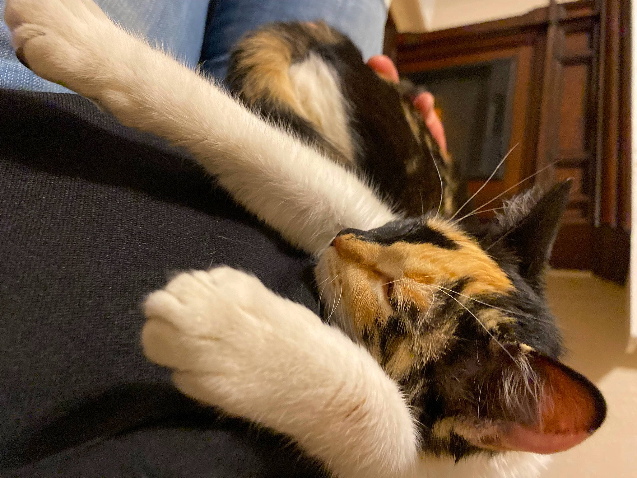 Sugar joined the competition — help win amazing prizes! carnivore, cat, claw, comfort, domestic_short_haired_cat, felidae, foot, fur, human_leg, nap, paw, picture_frame, sleep, small_to_medium_sized_cats, snout, tail, terrestrial_animal, whiskers, wood