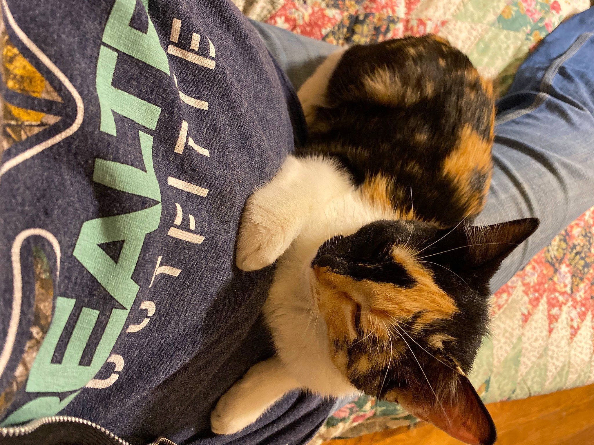 Sugar joined the competition — help win amazing prizes! bag, carnivore, cat, comfort, domestic_short_haired_cat, fawn, felidae, fur, human_leg, lap, nap, pattern, paw, sitting, sleeve, small_to_medium_sized_cats, tail, textile, whiskers, wood