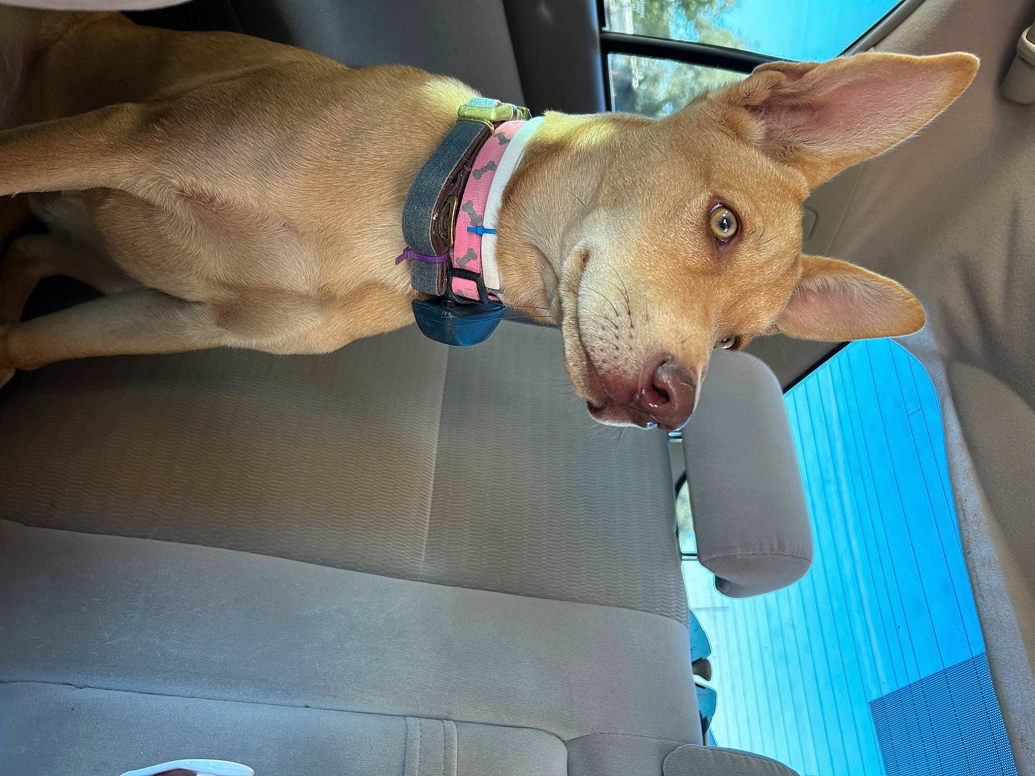 Kelby is registered to the contest to win money with this photo: auto_part, canidae, car, carnivore, collar, companion_dog, dog, dog_breed, dog_collar, dog_supply, fashion_accessory, fawn, foot, gesture, pet_supply, sporting_group, vehicle, vehicle_door, windshield, working_animal