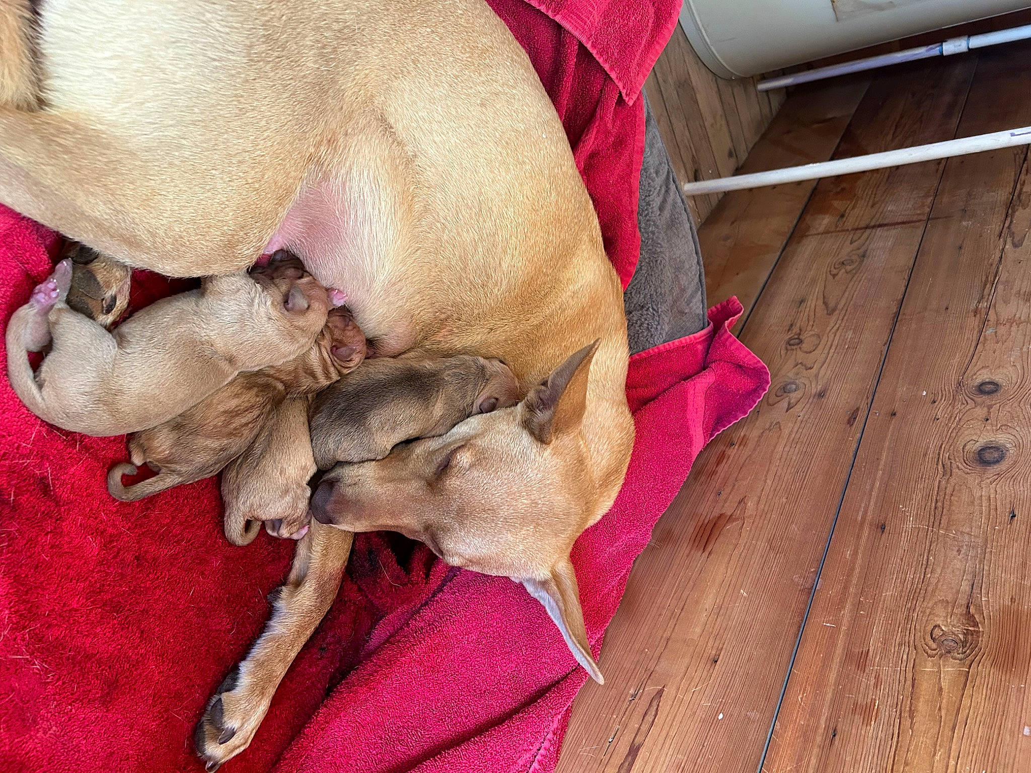 Kelby is registered to the contest to win money with this photo: canidae, carnivore, comfort, companion_dog, dog, dog_breed, dog_supply, fawn, fur, hardwood, magenta, nap, pink, plank, snout, sporting_group, textile, toy_dog, wood, working_animal