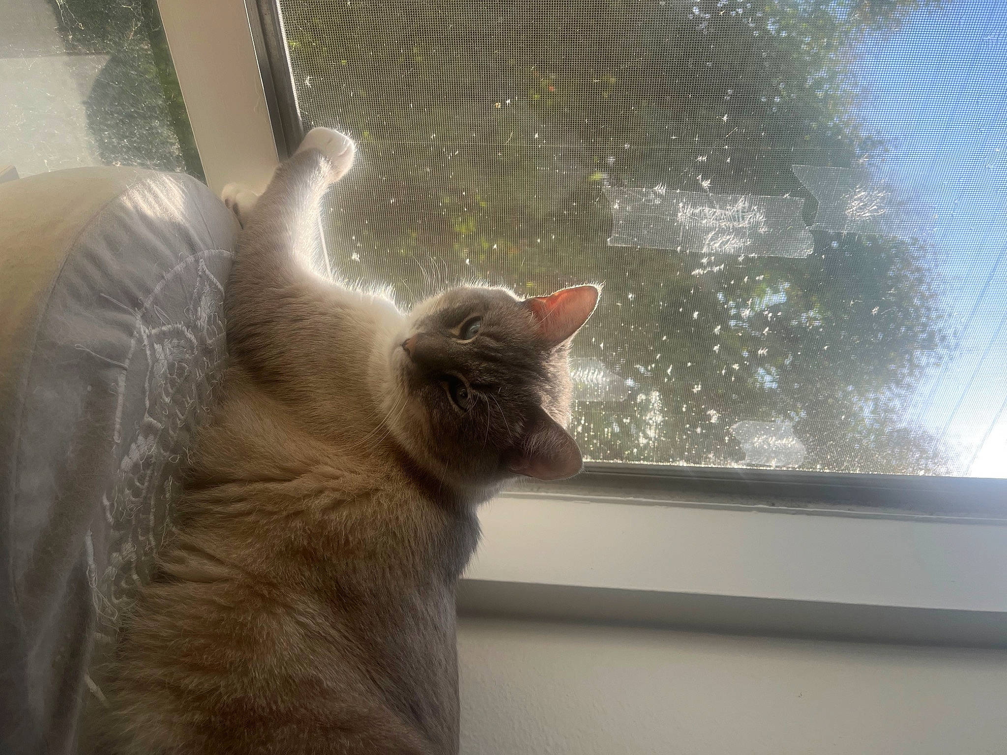 Benny is registered to the contest to win money with this photo: carnivore, cat, comfort, daylighting, domestic_short_haired_cat, felidae, fur, glass, mammal, paw, small_to_medium_sized_cats, sunlight, tail, tints_and_shades, whiskers, window, window_covering, window_treatment, wood