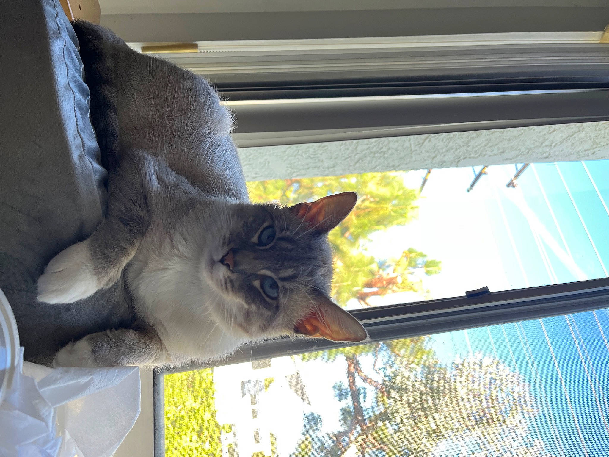 Benny is registered to the contest to win money with this photo: carnivore, cat, comfort, domestic_short_haired_cat, fawn, felidae, flowerpot, glass, houseplant, light, plant, shade, small_to_medium_sized_cats, snout, tail, tints_and_shades, tree, whiskers, window, wood