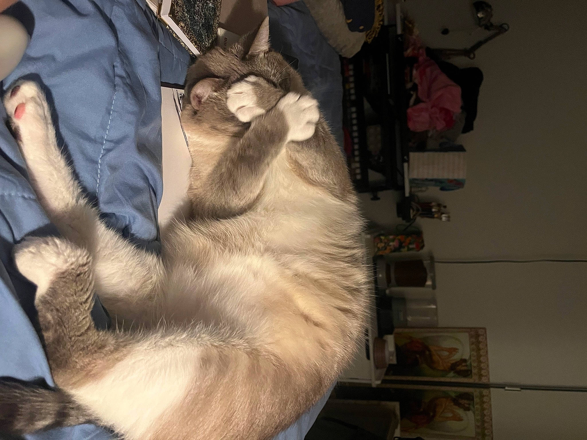 Benny is registered to the contest to win money with this photo: canidae, carnivore, claw, collar, companion_dog, dog_breed, felidae, foot, fur, fur_clothing, gesture, guard_dog, human_leg, paw, room, small_to_medium_sized_cats, spitz, sporting_group, tail, whiskers