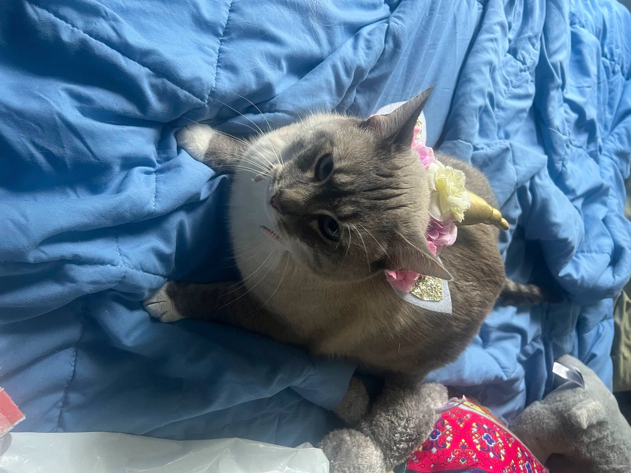 Benny is registered to the contest to win money with this photo: carnivore, cat, claw, comfort, domestic_short_haired_cat, fawn, felidae, fur, grass, grey, lap, linens, paw, sitting, small_to_medium_sized_cats, tail, terrestrial_animal, whiskers