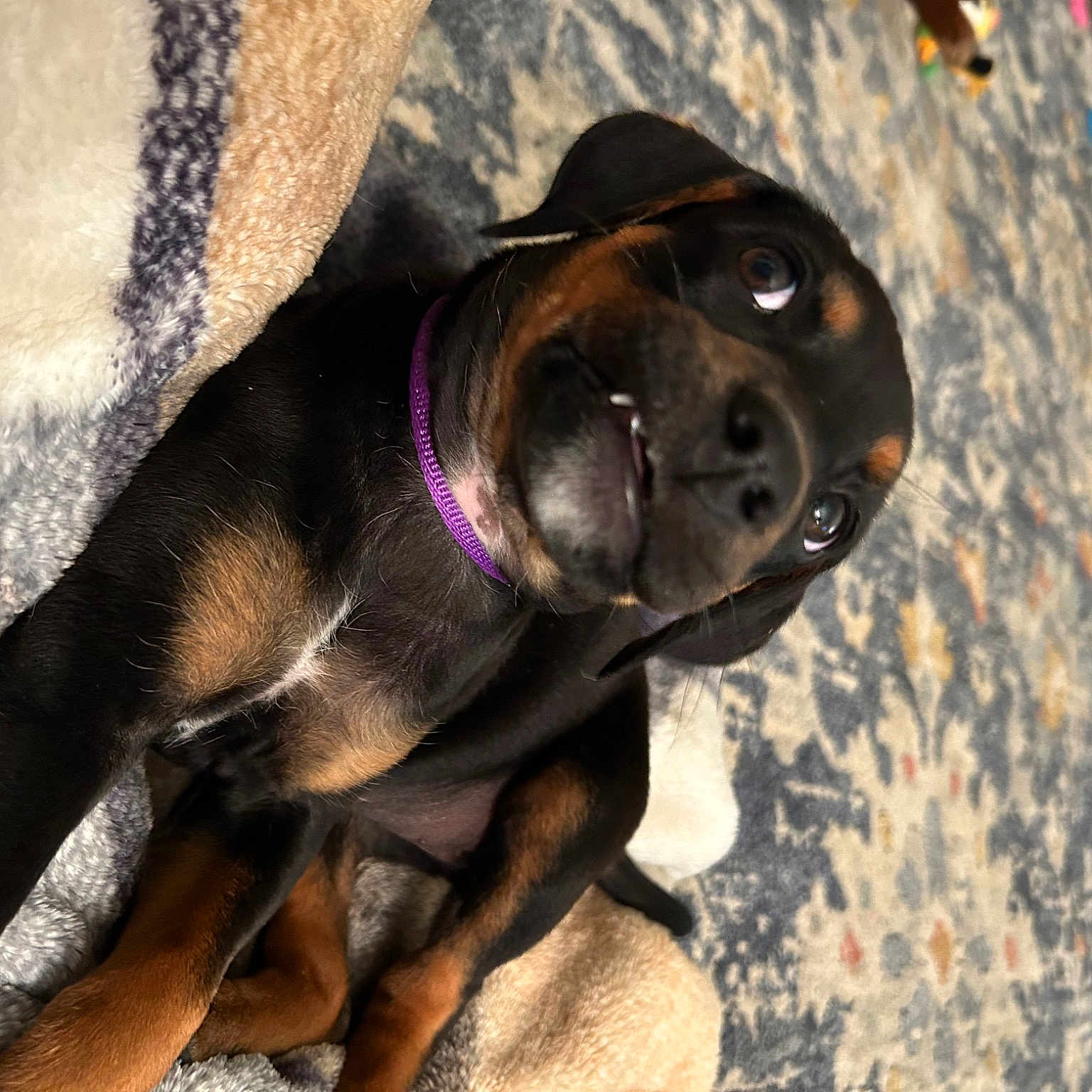 Lucy