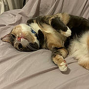 Amity is registered to the contest to win money with this photo: animal, bed, calico, cat, collar, cute, domestic_cat, ears, eyes, feline, fur, indoor, lying_down, paws, pet, pink_nose, relaxed, resting, sheet, whiskers