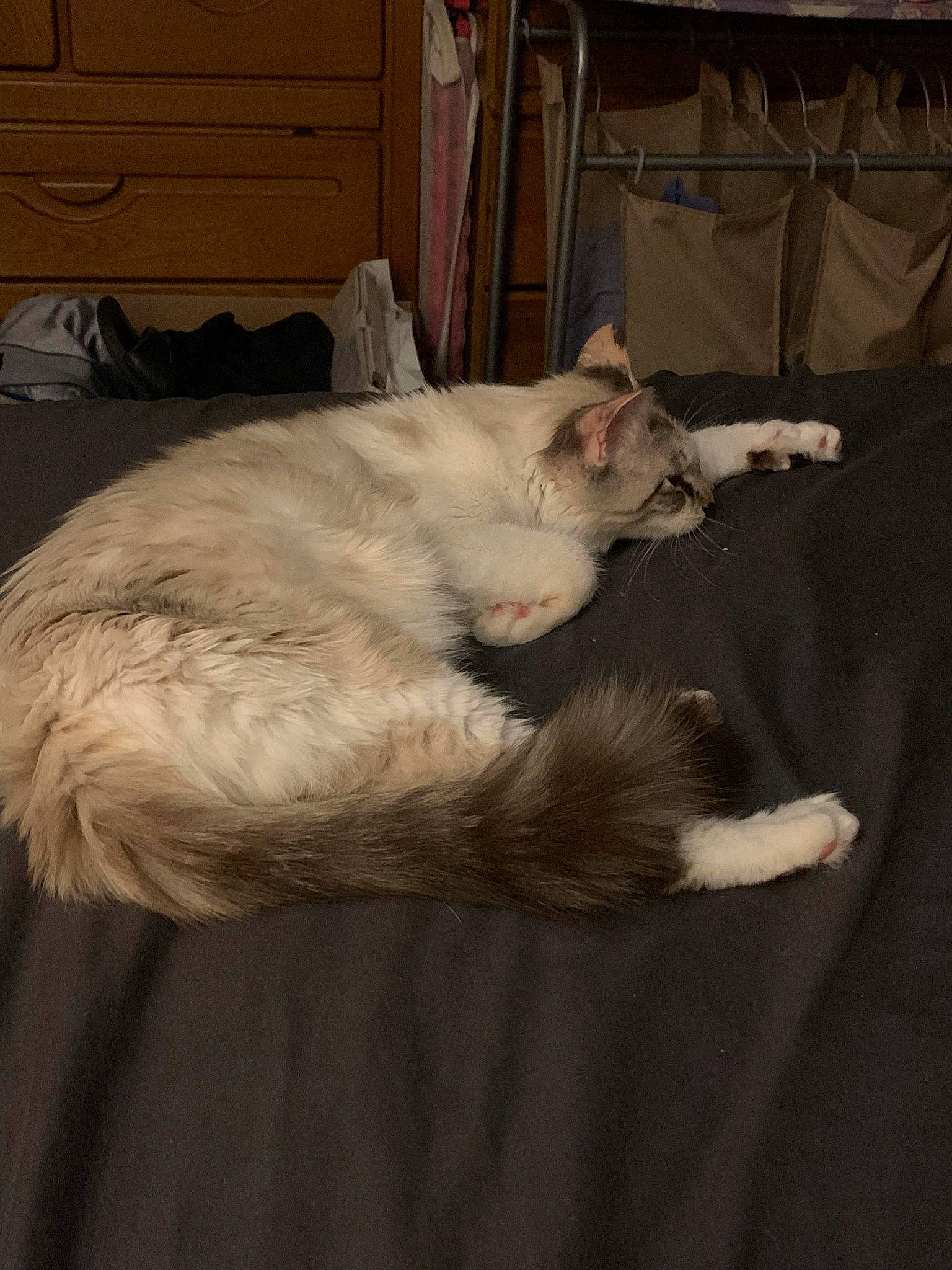 Barista is registered to the contest to win money with this photo: cabinetry, carnivore, cat, chest, chest_of_drawers, claw, comfort, cupboard, domestic_short_haired_cat, drawer, dresser, fawn, felidae, fur, paw, room, small_to_medium_sized_cats, tail, whiskers, wood