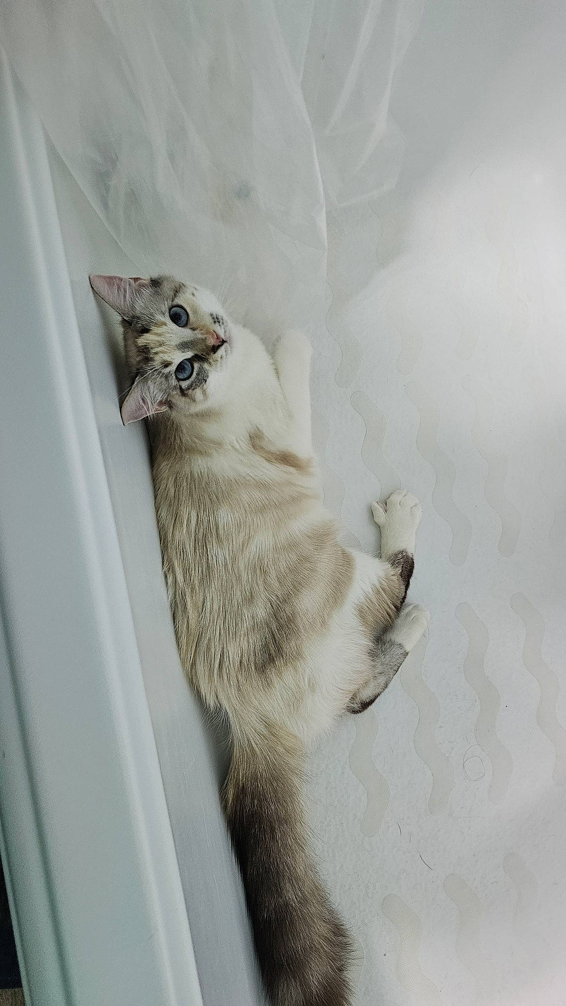 Barista is registered to the contest to win money with this photo: canidae, carnivore, cat, claw, comfort, domestic_short_haired_cat, felidae, fur, paw, small_to_medium_sized_cats, snout, tail, terrestrial_animal, whiskers, wildlife, window