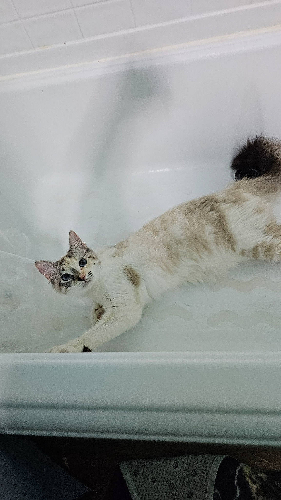 Barista joined the competition — help win amazing prizes! carnivore, cat, claw, domestic_short_haired_cat, felidae, fur, glass, paw, small_to_medium_sized_cats, snout, tail, vehicle, whiskers, wind_wave, window, windscreen_wiper, windshield, winter, wood