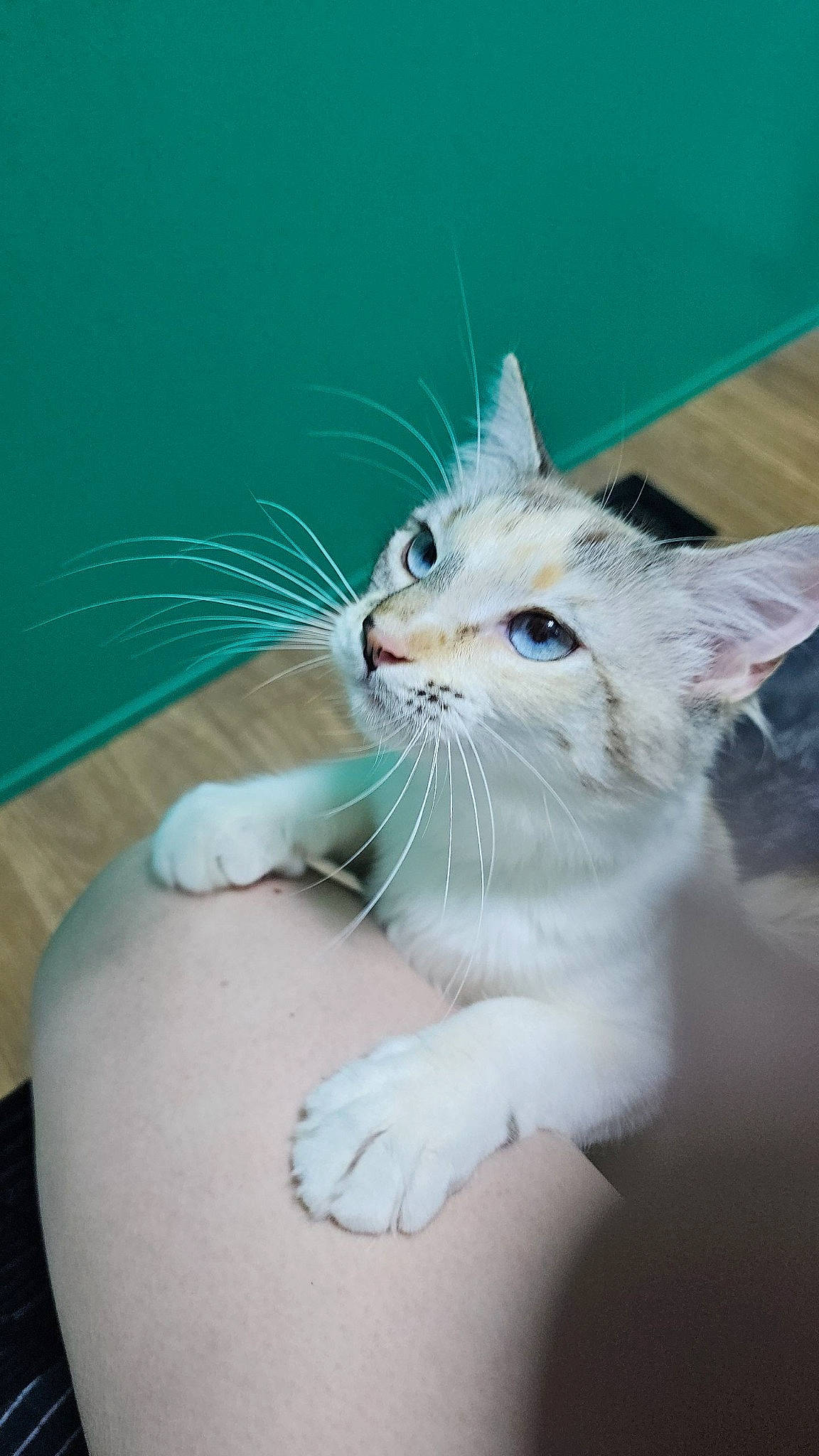 Barista is registered to the contest to win money with this photo: carnivore, cat, claw, comfort, domestic_short_haired_cat, eyelash, fawn, felidae, foot, fur, gesture, grass, nail, paw, small_to_medium_sized_cats, snout, tail, whiskers, window