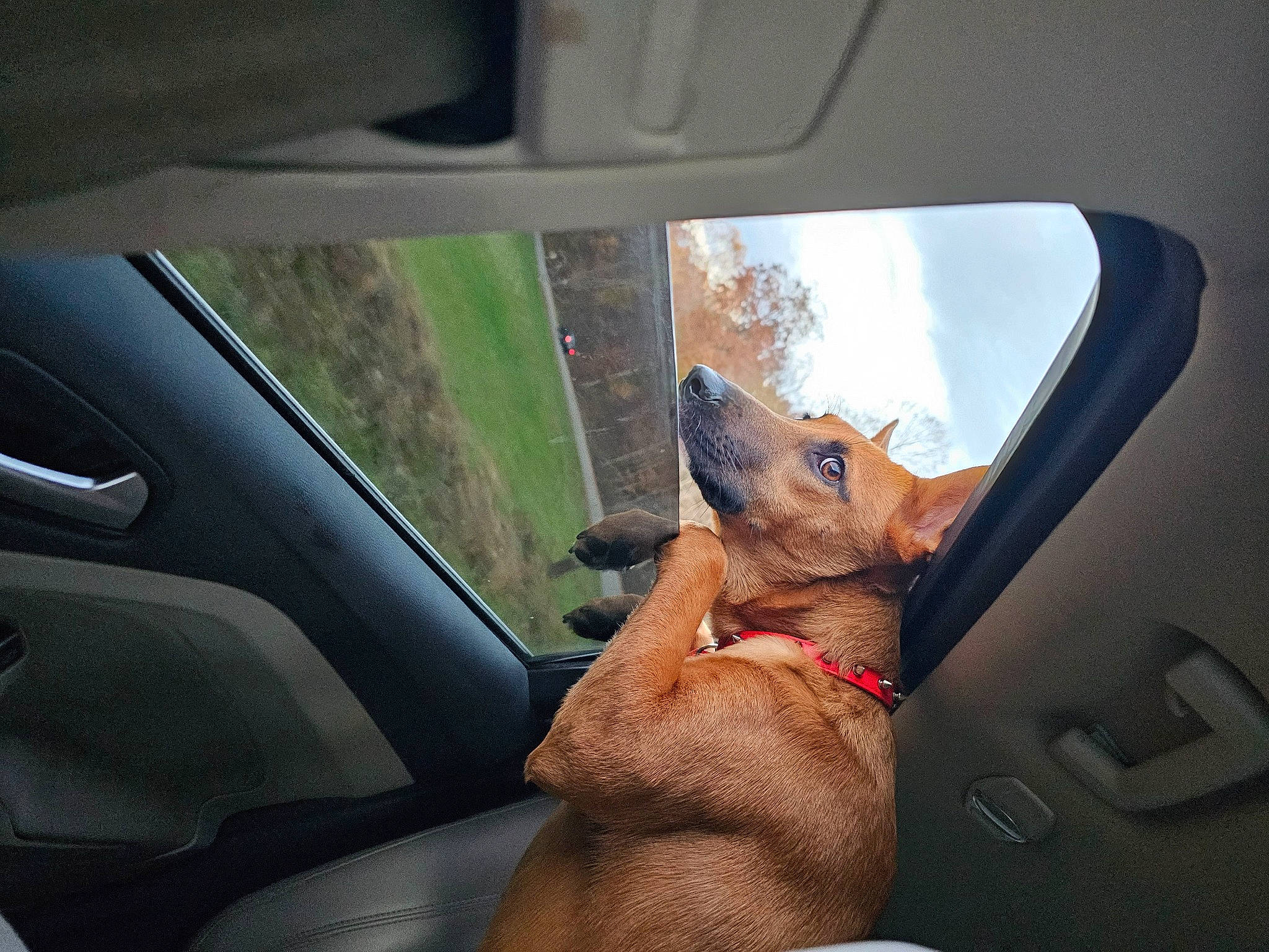 Scarlet joined the competition — help win amazing prizes! automotive_exterior, automotive_mirror, car, car_seat, carnivore, dog, door, fawn, finger, hand, personal_luxury_car, plant, rear_view_mirror, snout, steering_part, steering_wheel, tints_and_shades, vehicle, vehicle_door, window