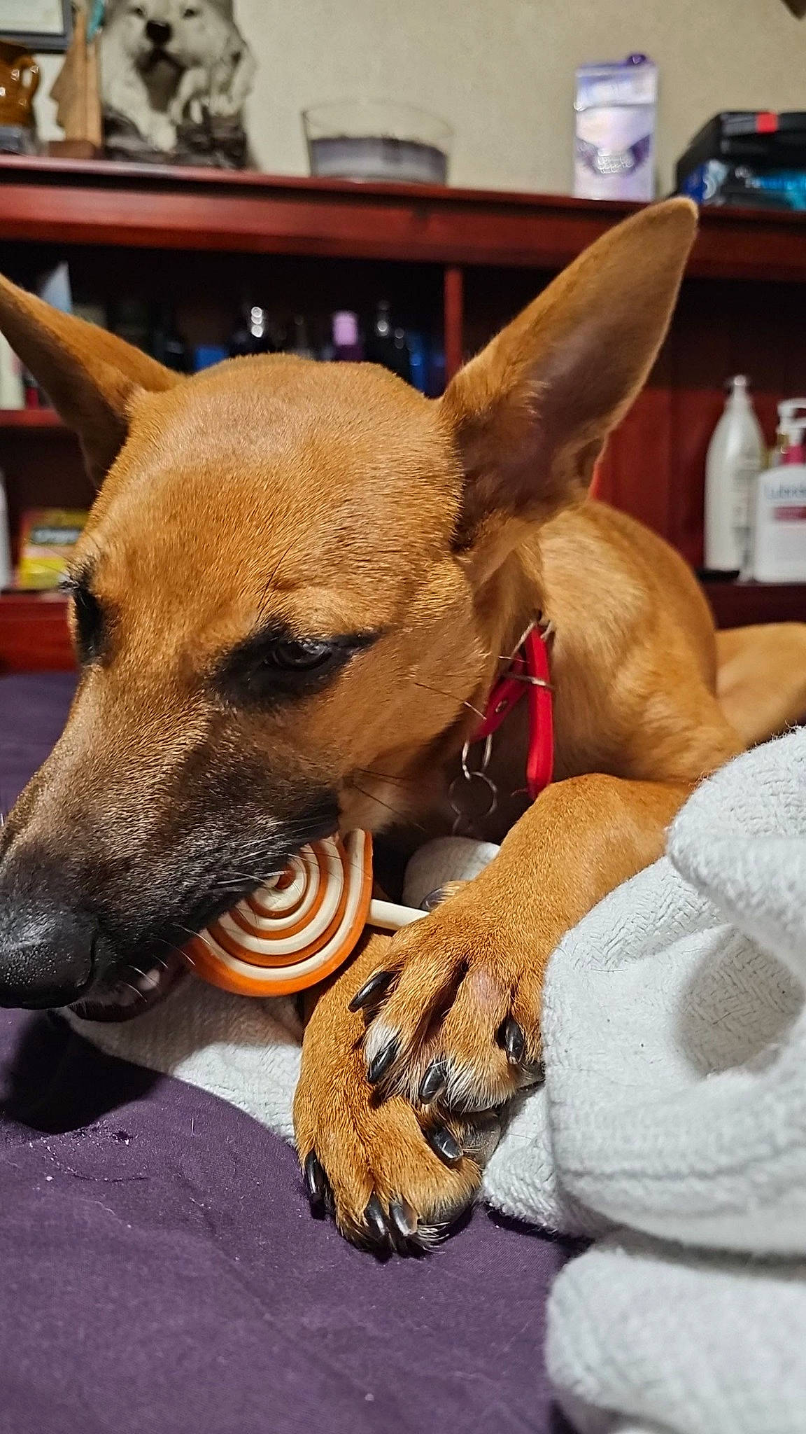 Scarlet joined the competition — help win amazing prizes! ancient_dog_breeds, canidae, carnivore, collar, companion_dog, dog, dog_breed, dog_collar, dog_supply, ear, fawn, fur, guard_dog, snout, sporting_group, toy_dog, water_bottle, whiskers, working_animal, working_dog