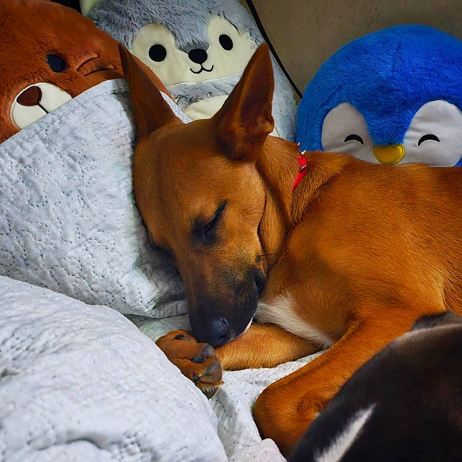 Scarlet is registered to the contest to win money with this photo: bed, canidae, carnivore, comfort, companion_dog, dog, dog_breed, dog_supply, fawn, linens, mammal, nap, paw, pillow, puppy, snout, sporting_group, toy, whiskers, working_animal