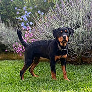Dexter joined the competition — help win amazing prizes! dog, rottweiler, puppy, grass, garden, flowers, greenery, outdoor, pet, animal, canine, nature, young_dog, collar, fur, alert, standing, plant, colorful, summer