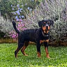 dog, rottweiler, puppy, grass, garden, flowers, greenery, outdoor, pet, animal, canine, nature, young_dog, collar, fur, alert, standing, plant, colorful, summer
