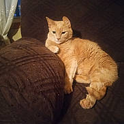 Ratcat is registered to the contest to win money with this photo: animal, brown, cat, couch, cozy, curtains, domestic, feline, fur, furniture, ginger_cat, home, indoor, mammal, paw, pet, relaxed, resting, texture, window