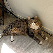 Horus is registered to the contest to win money with this photo: cat, tabby, fluffy, white_paws, white_chest, floor, wooden_floor, wall, sunlight, indoor, pet, animal, feline, relaxed, curious_eyes, laying_down, domestic_cat, whiskers, tail, ears