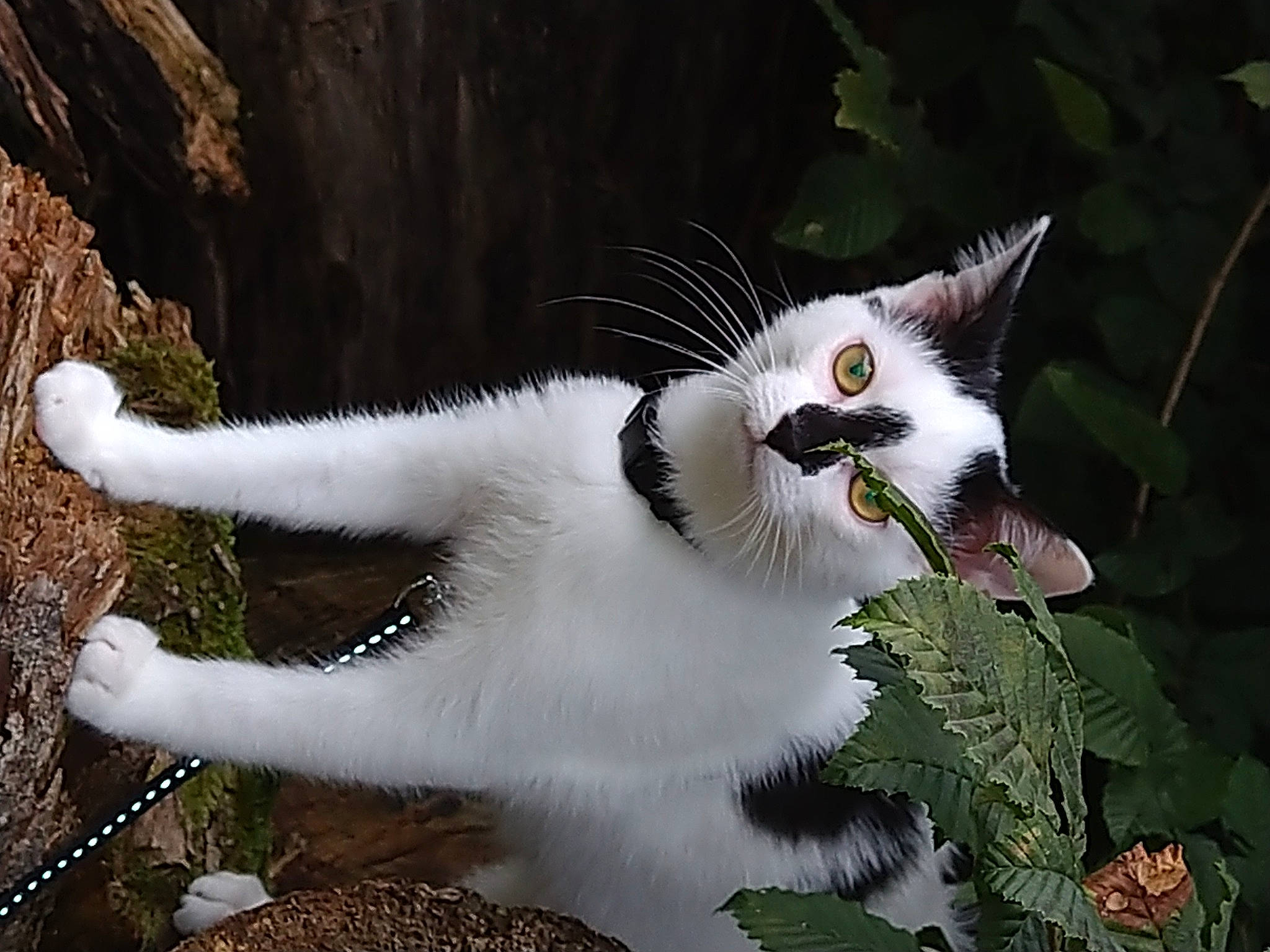 Sueno participe au concours pour gagner de l'argent avec cette photo : carnivore, cat, domestic_short_haired_cat, felidae, flowering_plant, fur, grass, groundcover, organism, paw, plant, shrub, small_to_medium_sized_cats, snout, tail, terrestrial_animal, terrestrial_plant, tree, twig, whiskers