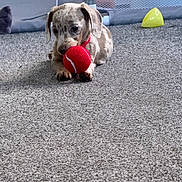Woody joined the competition — help win amazing prizes! puppy, dog, tennis_ball, carpet, indoor, toy, pet, animal, cute, small, focused, playful, young, fur, spot, nose, ears, paw, floor, relax