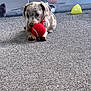 puppy, dog, tennis_ball, carpet, indoor, toy, pet, animal, cute, small, focused, playful, young, fur, spot, nose, ears, paw, floor, relax
