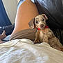 Woody joined the competition — help win amazing prizes! puppy, dog, lap, person, legs, white_shirt, red_collar, spotted, cute, pet, indoor, couch, leather, relaxed, comfort, animal, small_dog, brown_spots, young, resting