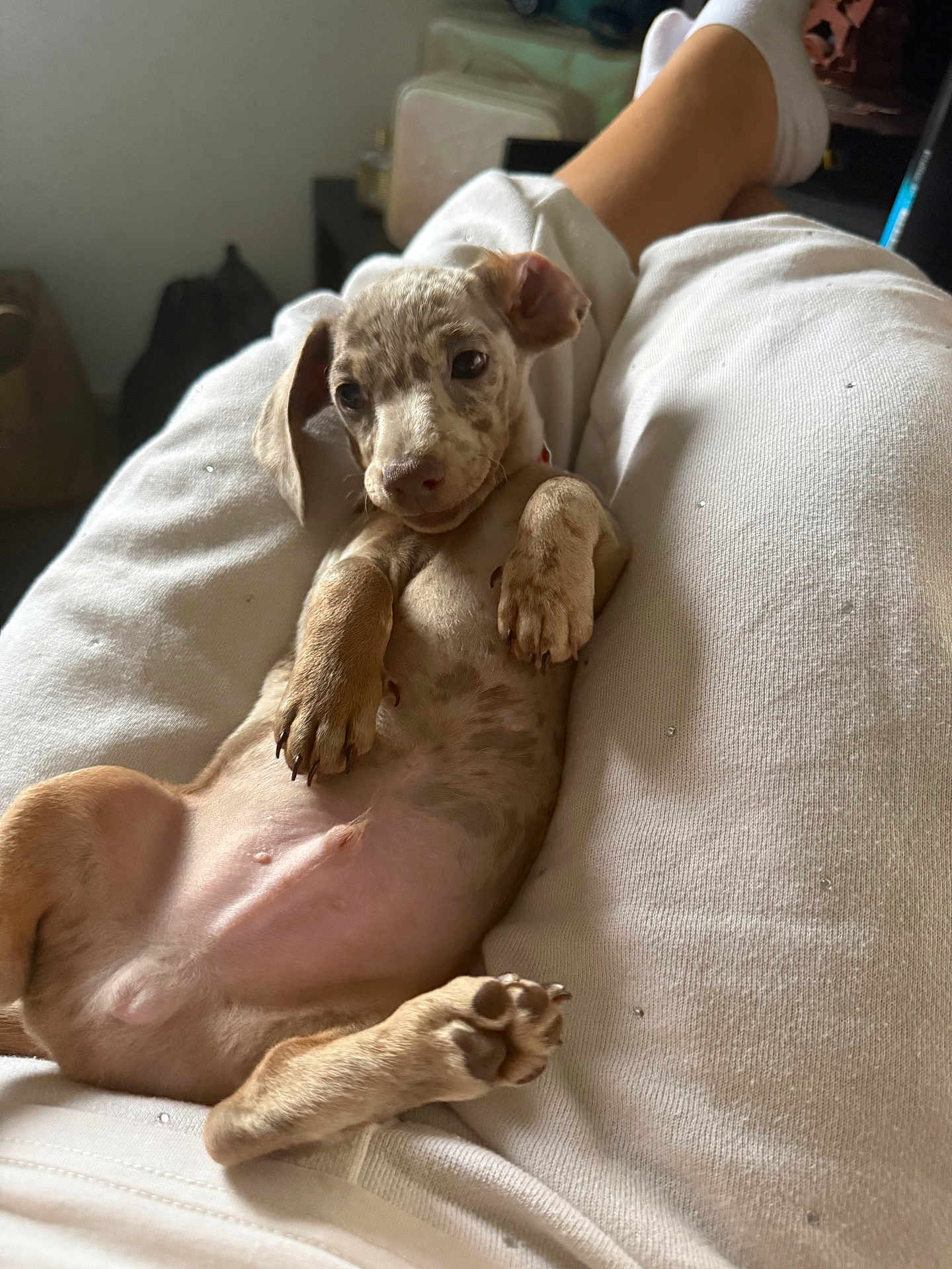 Woody joined the competition — help win amazing prizes! puppy, dog, pet, laying_down, relaxed, person, lap, white_clothing, indoors, fur, cute, small_dog, paw, nose, ears, animal, spotted, cozy, comfort, resting