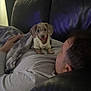 Woody joined the competition — help win amazing prizes! puppy, dog, person, couch, blanket, sweater, indoor, relaxing, leather, resting, cute, spotted, pet, companion, cozy, home, comfort, laying, casual, warm