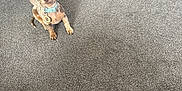 Woody is registered to the contest to win money with this photo: puppy, dog, carpet, blanket, toy, indoor, pet, collar, floor, cute, small, spotted, domestic, animal, looking_up, sitting, gray, cozy, shoe, bone