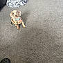 puppy, dog, carpet, blanket, toy, indoor, pet, collar, floor, cute, small, spotted, domestic, animal, looking_up, sitting, gray, cozy, shoe, bone
