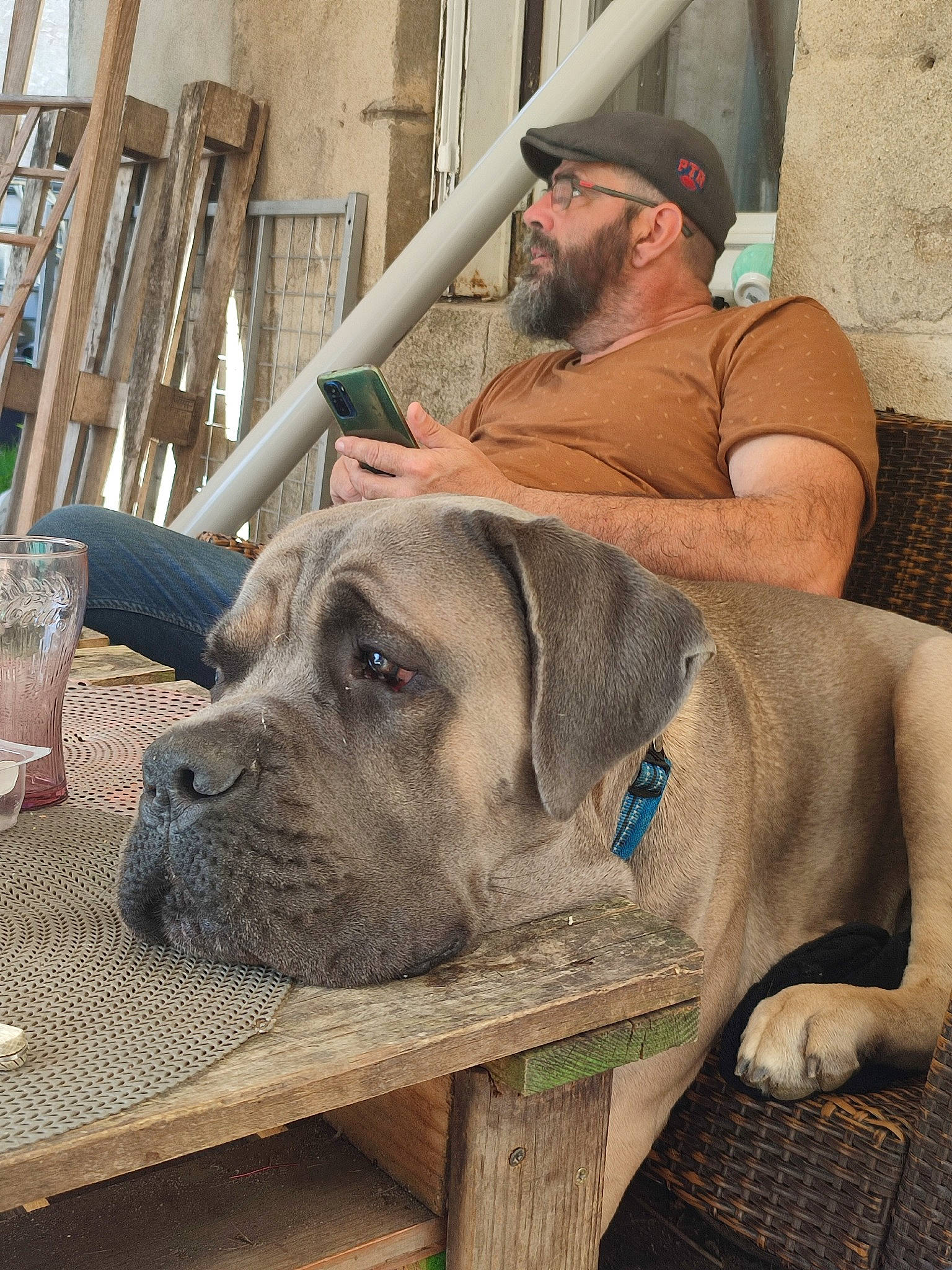 Saiyan participe au concours pour gagner de l'argent avec cette photo : baseball_cap, beard, cap, carnivore, collar, companion_dog, dog, dog_breed, dog_collar, fawn, glasses, goggles, hat, pet_supply, snout, sporting_group, sun_hat, sunglasses, working_animal, wrinkle