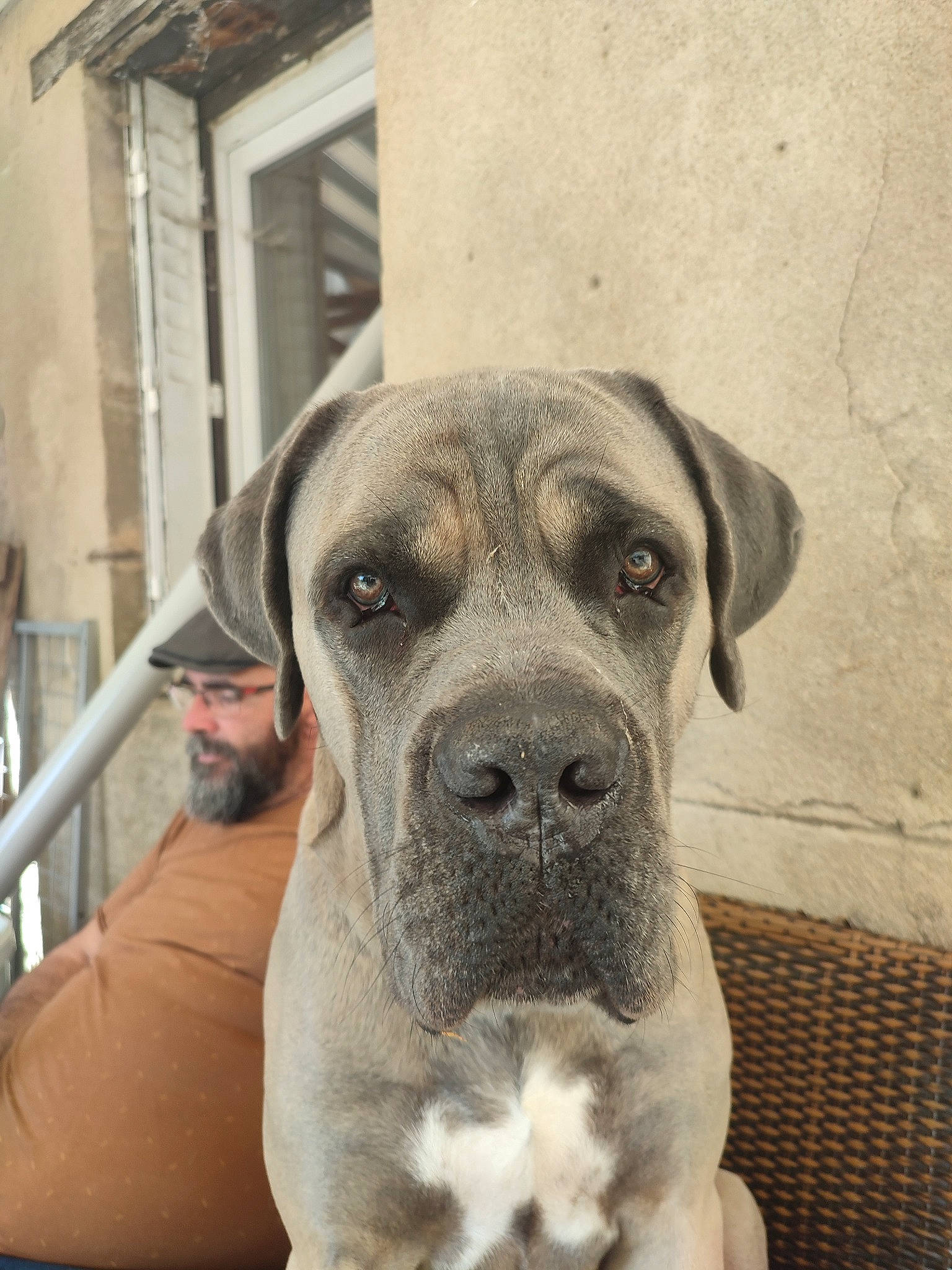 Saiyan a rejoint le concours — aidez-le/la à gagner de superbes lots ! canidae, carnivore, companion_dog, dog, dog_breed, dog_collar, fawn, fur, giant_dog_breed, guard_dog, metal, non_sporting_group, selfie, snout, sporting_group, t_shirt, whiskers, working_animal, working_dog, wrinkle