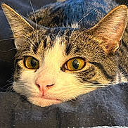 Edgar is registered to the contest to win money with this photo: cat, tabby, feline, pet, animal, close_up, portrait, golden_eyes, whiskers, ears, fur, striped_fur, pink_nose, wide_eyed, curious, indoor, sitting, relaxed, fabric, photography