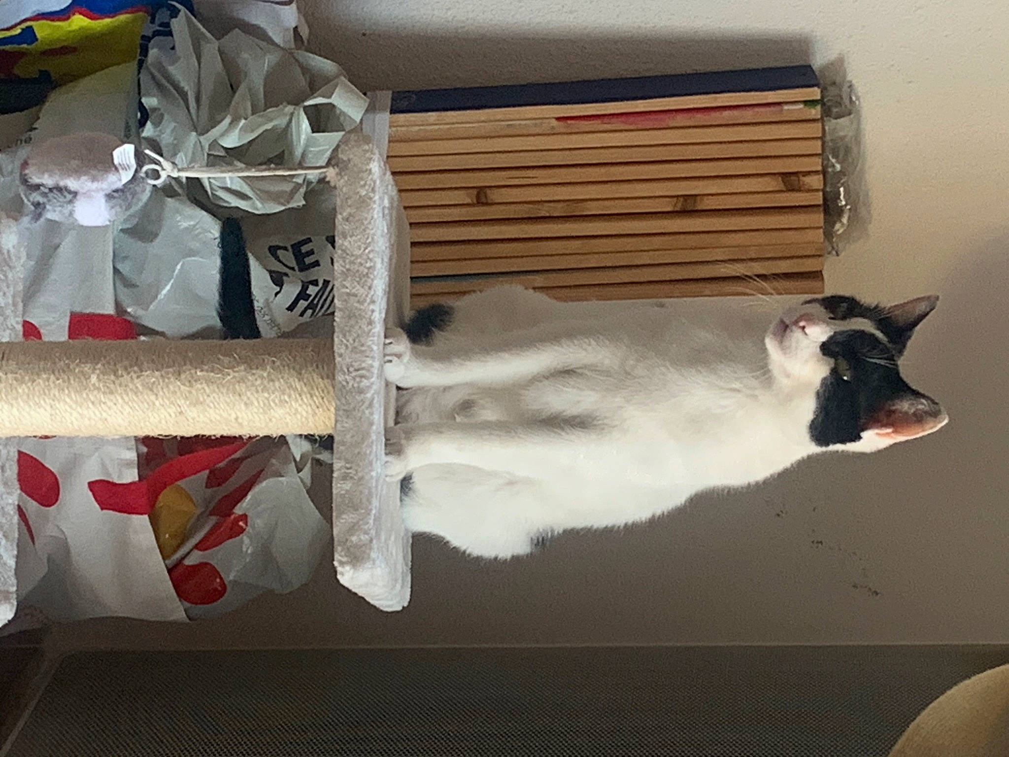 Merlin a rejoint le concours — aidez-le/la à gagner de superbes lots ! book, carmine, carnivore, cat, companion_dog, felidae, fur, hardwood, linens, paper, paper_product, paw, publication, rectangle, room, small_to_medium_sized_cats, table, tail, whiskers, wood