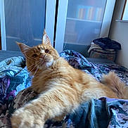 Viking participe au concours pour gagner de l'argent avec cette photo : cat, orange_cat, fluffy, bed, bedspread, floral_pattern, paw, stretching, indoor, furniture, wardrobe, clothes, relaxed, curious, pet, animal, cozy, room, window, soft_light