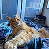 cat, orange_cat, fluffy, bed, bedspread, floral_pattern, paw, stretching, indoor, furniture, wardrobe, clothes, relaxed, curious, pet, animal, cozy, room, window, soft_light