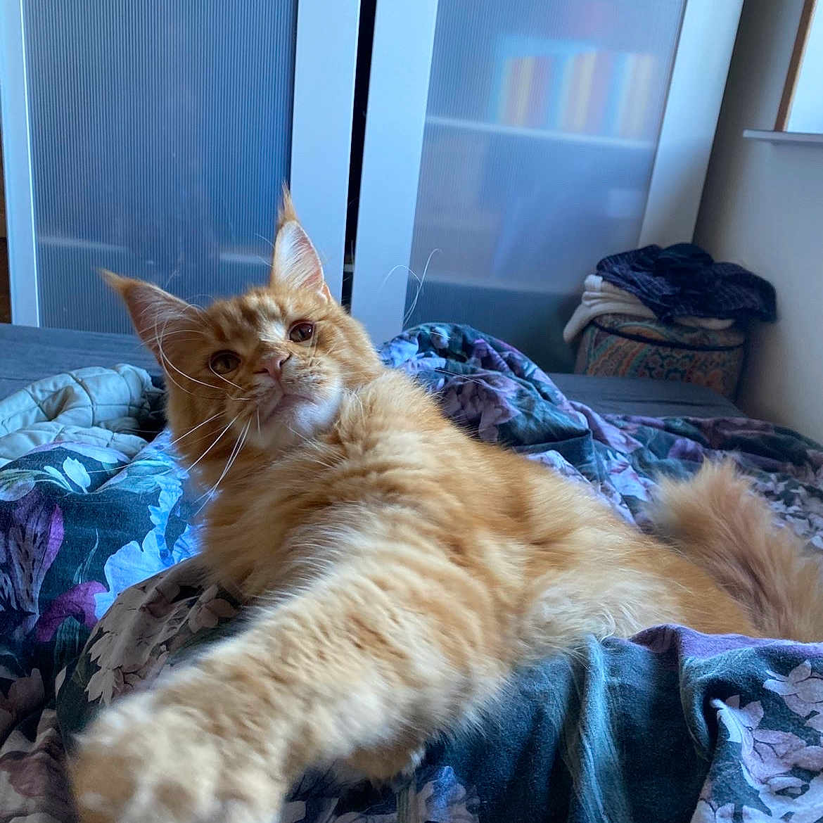 Viking participe au concours pour gagner de l'argent avec cette photo : cat, orange_cat, fluffy, bed, bedspread, floral_pattern, paw, stretching, indoor, furniture, wardrobe, clothes, relaxed, curious, pet, animal, cozy, room, window, soft_light