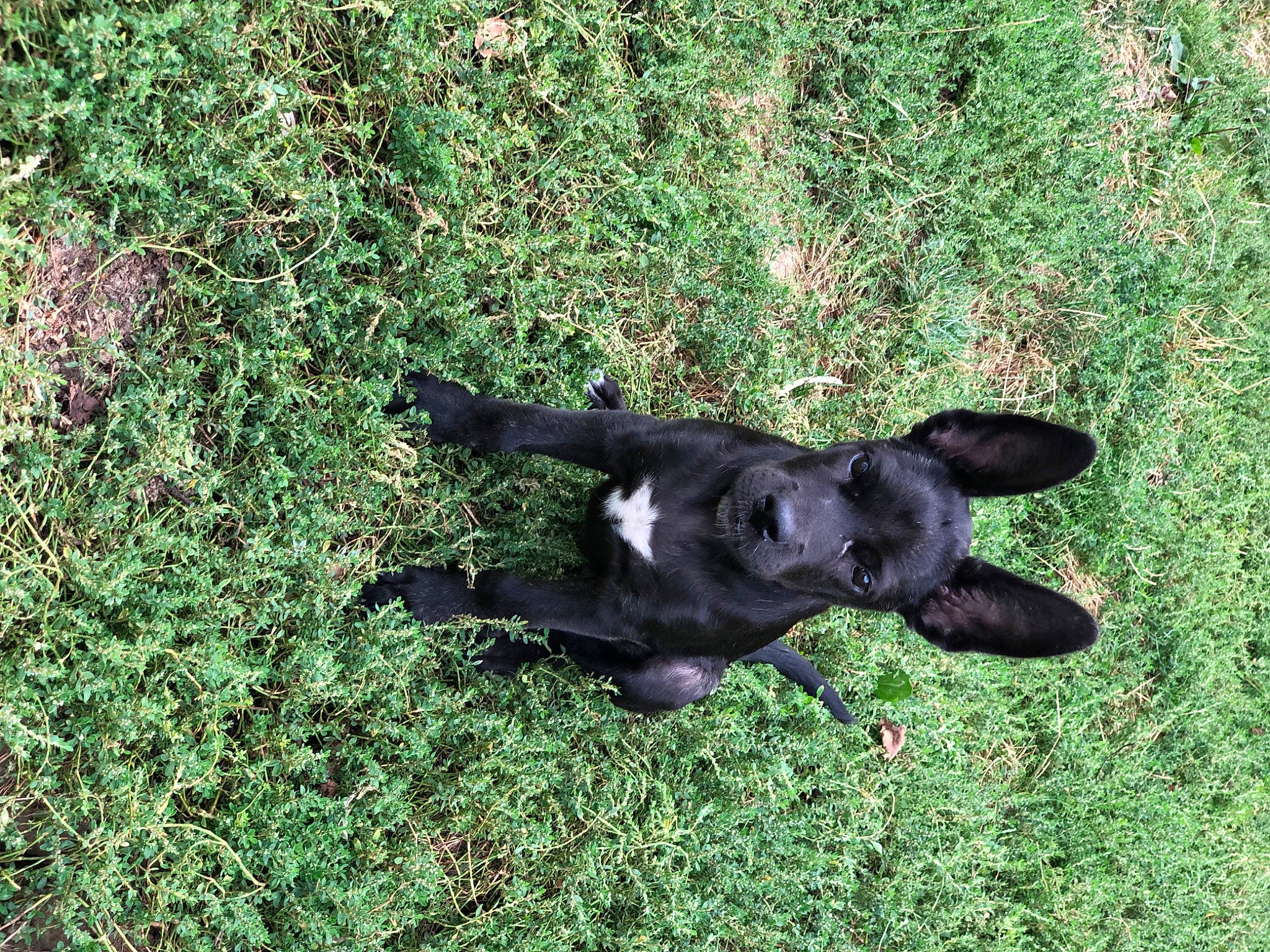 Peacky participe au concours pour gagner de l'argent avec cette photo : borador, canidae, carnivore, companion_dog, dog, dog_breed, grass, grassland, groundcover, guard_dog, hunting_dog, non_sporting_group, plant, tail, terrestrial_animal, working_animal
