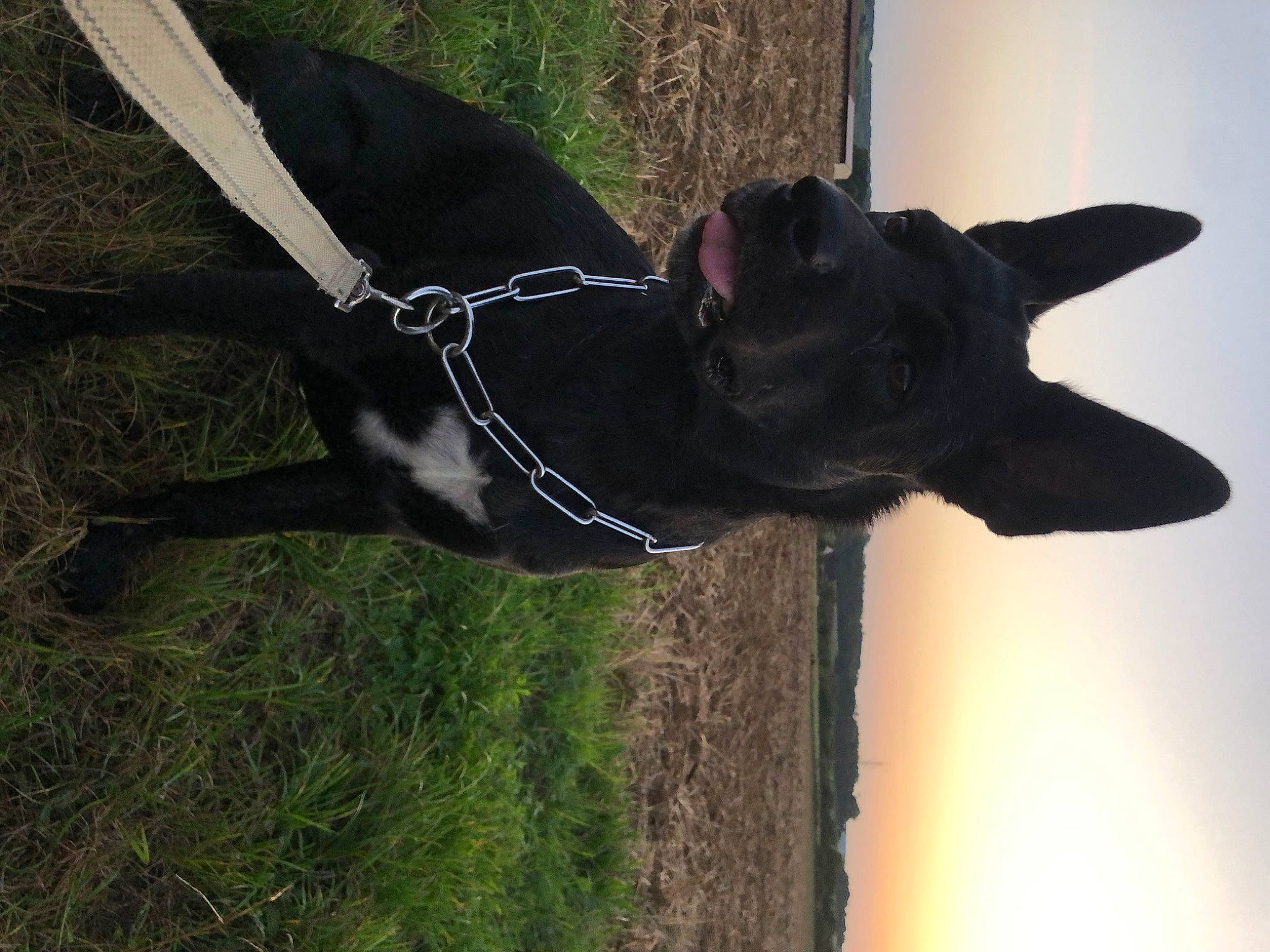 Peacky participe au concours pour gagner de l'argent avec cette photo : art, canidae, carnivore, collar, dog, dog_breed, dog_collar, fawn, grass, pet_supply, plant, sculpture, sky, snout, sporting_group, tail, terrestrial_animal, tree, water, working_animal