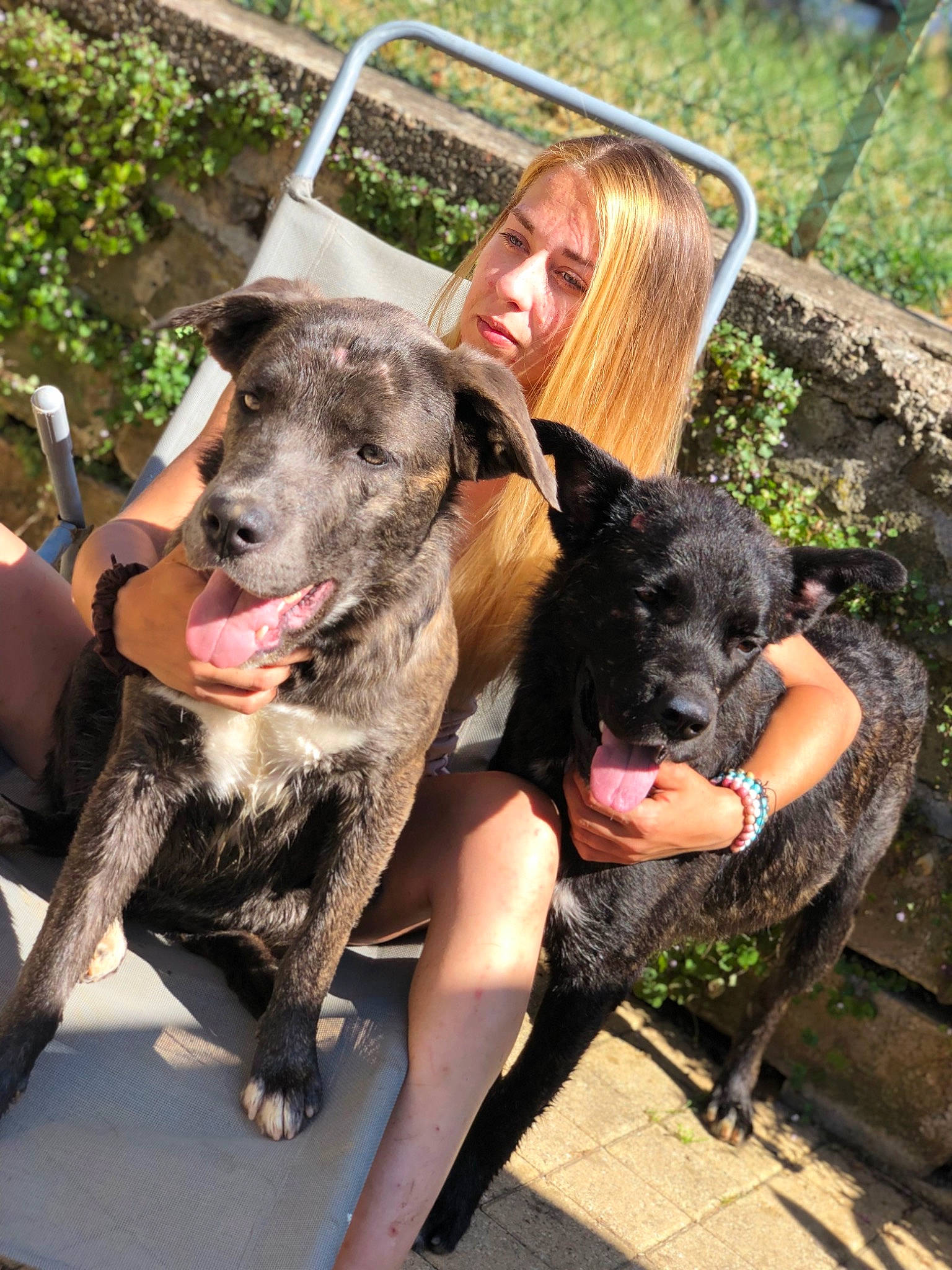 Moowgli a rejoint le concours — aidez-le/la à gagner de superbes lots ! canidae, carnivore, companion_dog, dog, dog_breed, fawn, fun, fur, grass, guard_dog, happy, hunting_dog, leisure, plant, recreation, sitting, snout, sporting_group, working_animal, working_dog