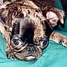 Lilla is registered to the contest to win money with this photo: animal, brindle, close_up, companion, cushion, cute, dog, ears, expressive_eyes, face, fur, indoor, lying_down, paw, pet, pug, resting, snout, teal, tongue_out