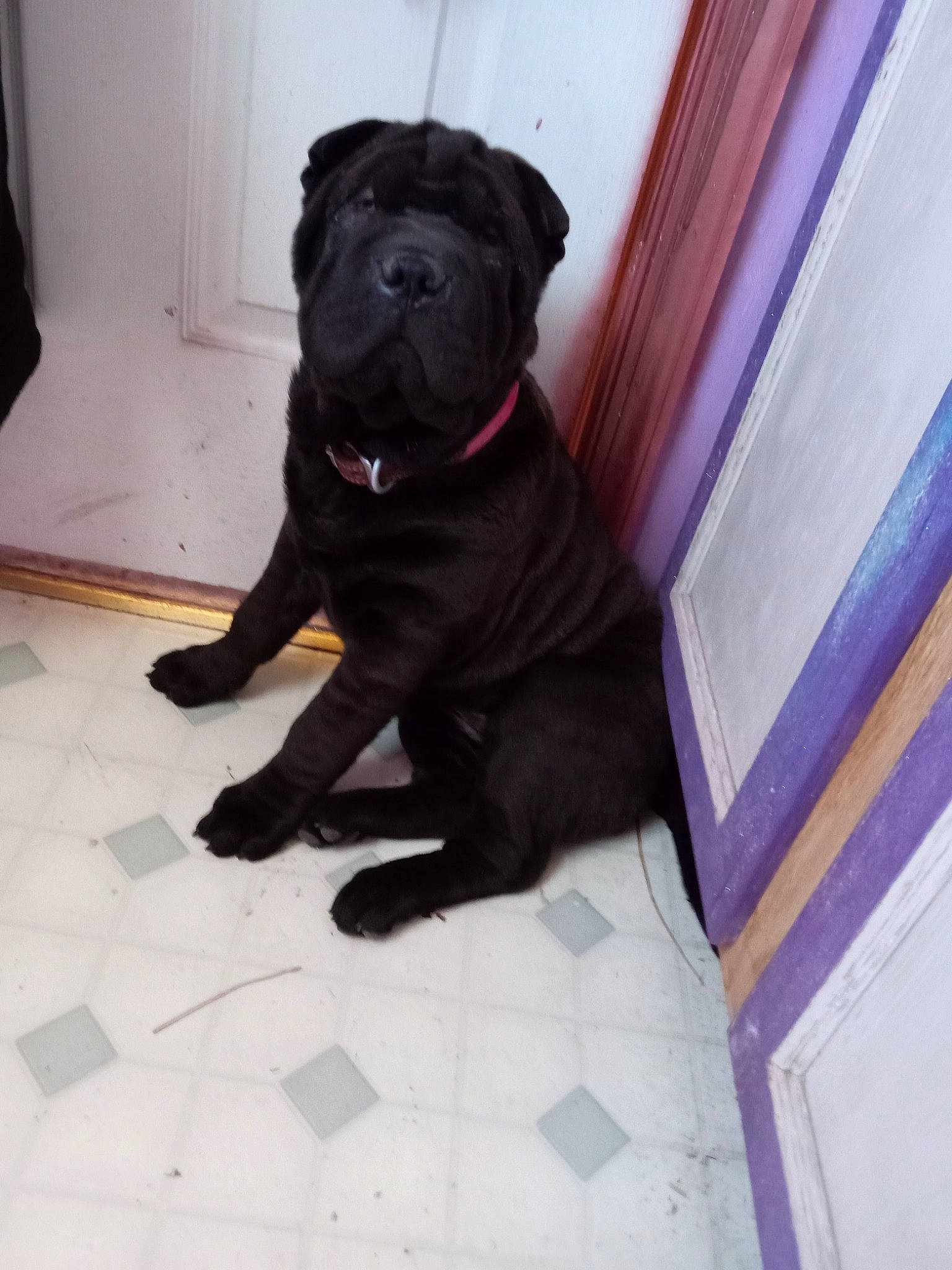 Moriah joined the competition — help win amazing prizes! borador, canidae, carnivore, companion_dog, dog, dog_breed, dog_collar, fawn, flooring, fur, guard_dog, liver, non_sporting_group, pug, snout, sporting_group, tail, whiskers, wood, working_animal